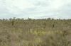 image of Xanthorrhoea 