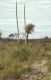 image of Xanthorrhoea 