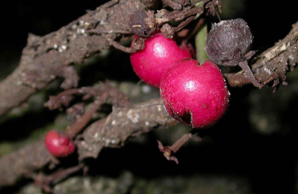 Primulaceae Ardisia 