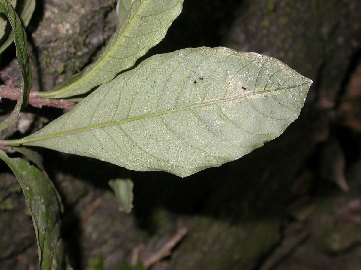 Primulaceae Ardisia 