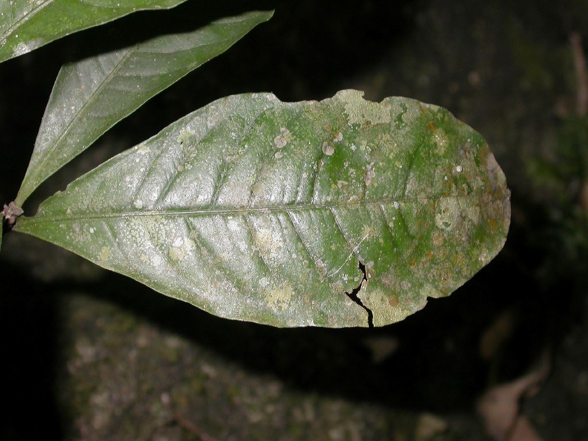 Primulaceae Ardisia 