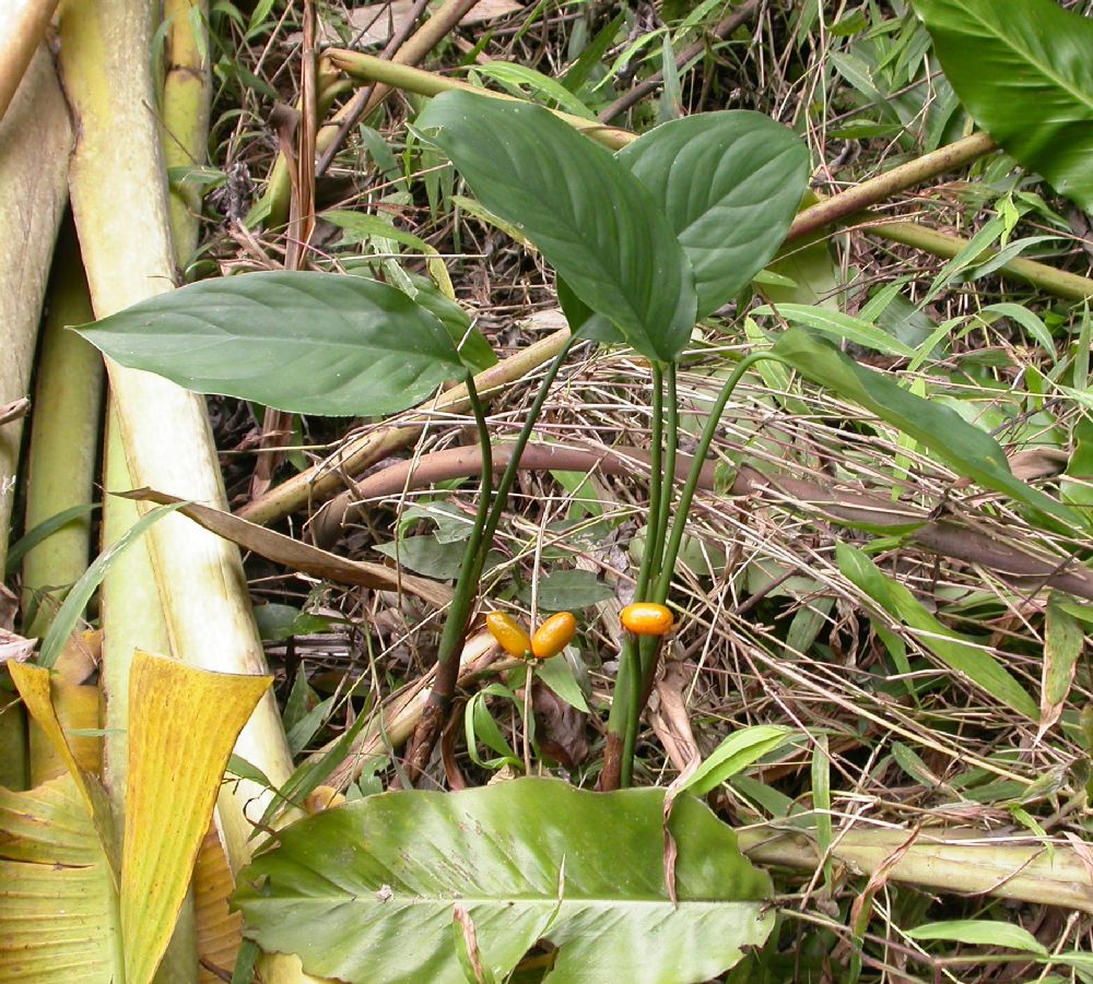 Araceae Aglaonema 