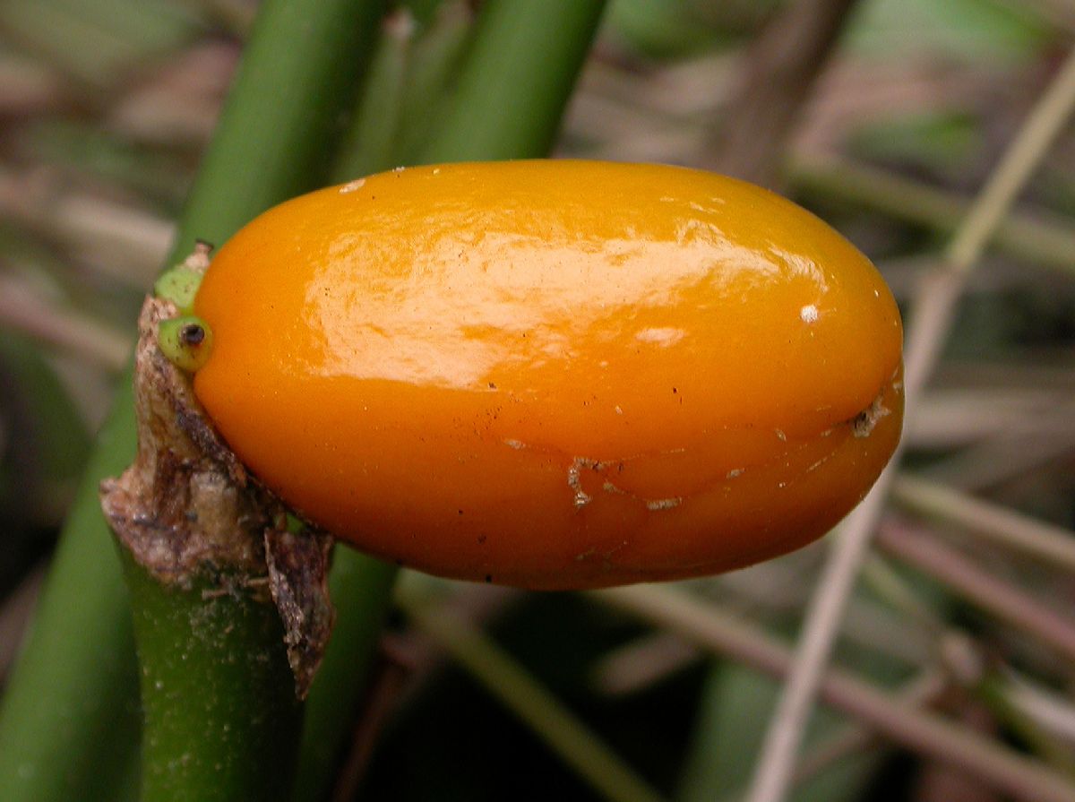 Araceae Aglaonema 