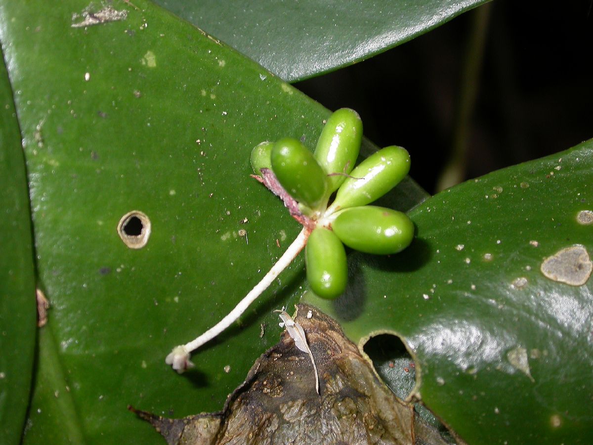 Asparagaceae Ophiopogon dracaenoides