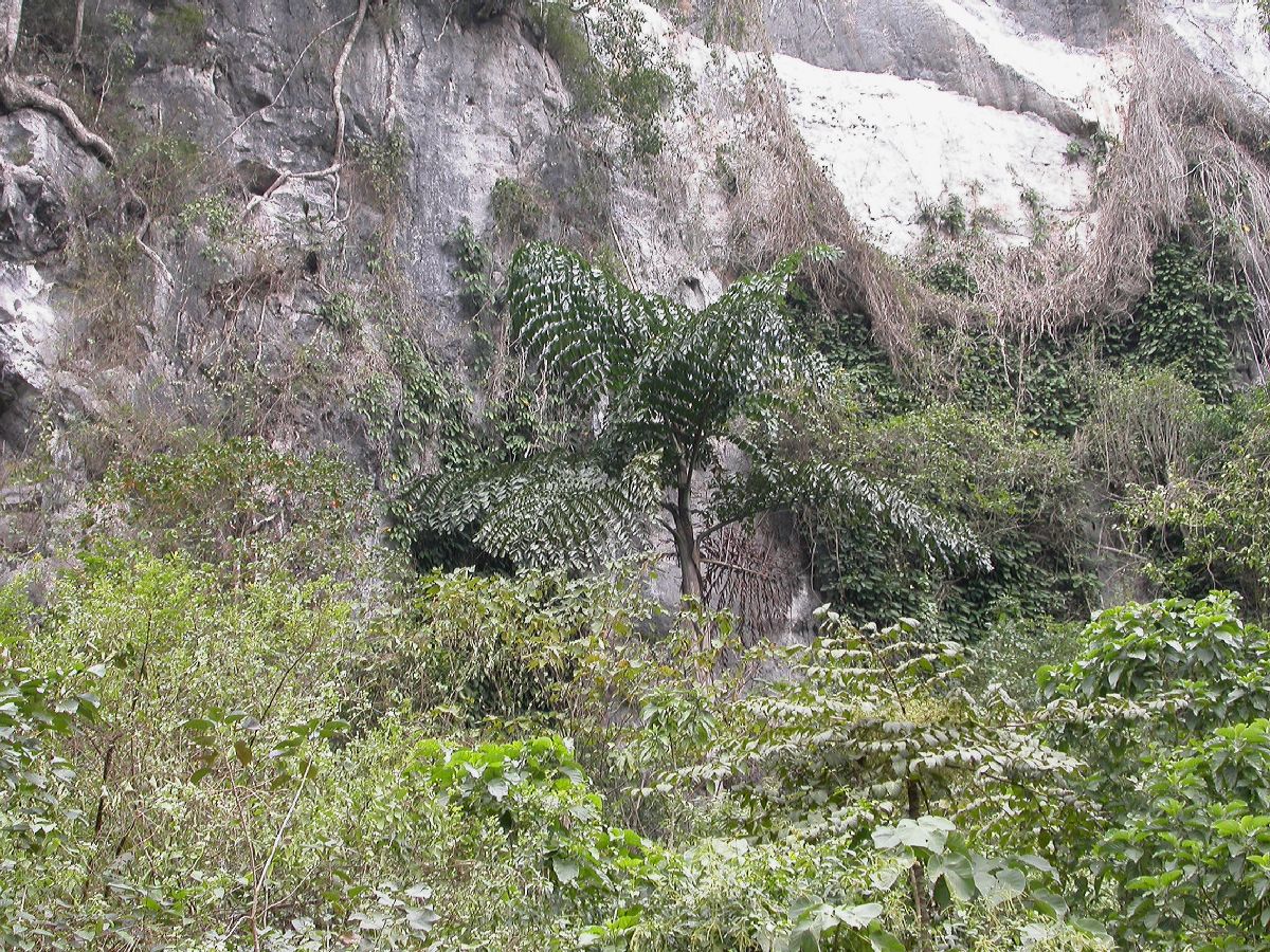 Arecaceae Caryota 