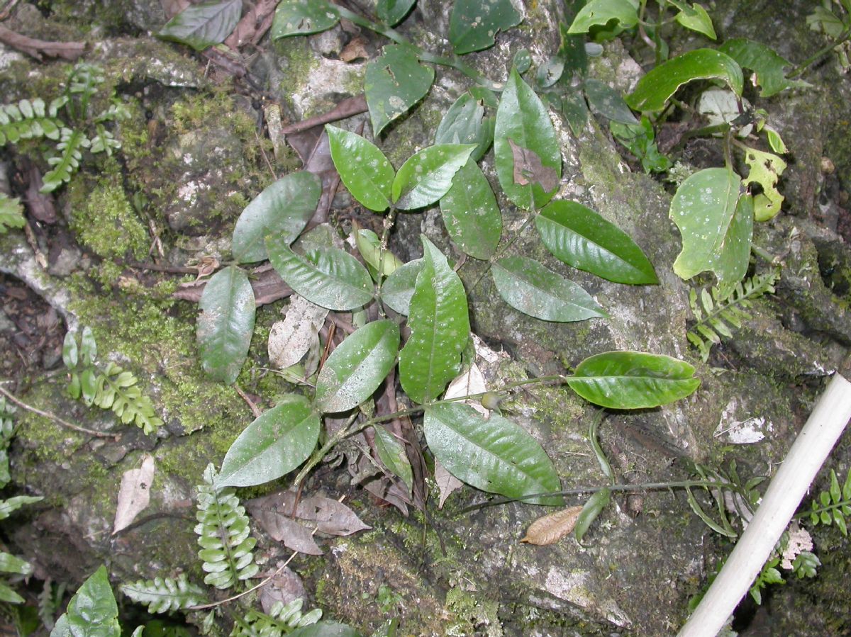 Buxaceae Buxus 