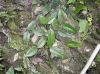 image of Buxus 