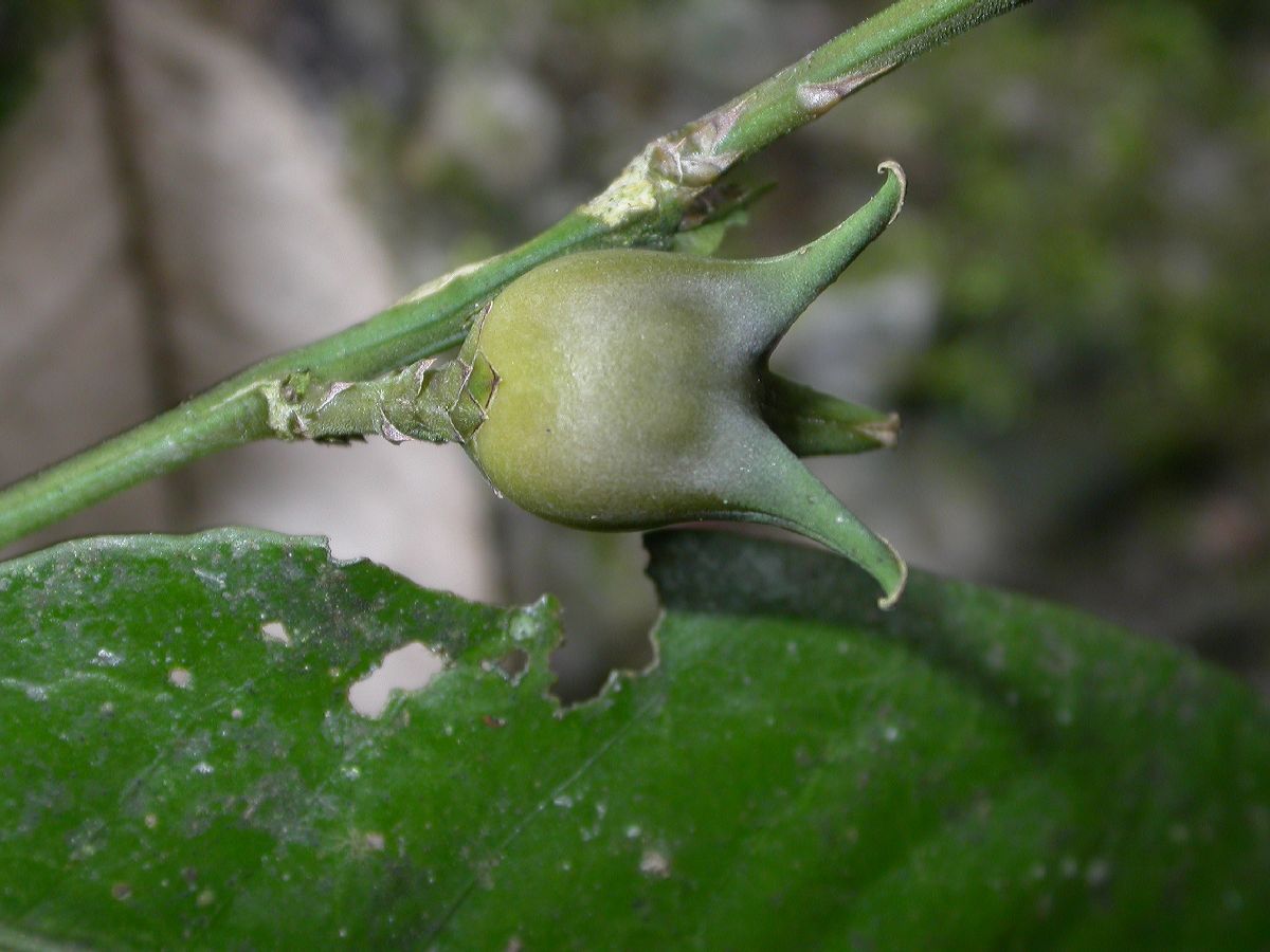 Buxaceae Buxus 