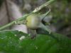 image of Buxus 