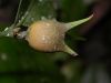 image of Buxus 