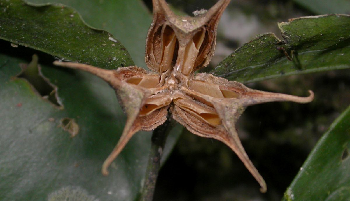 Buxaceae Buxus 