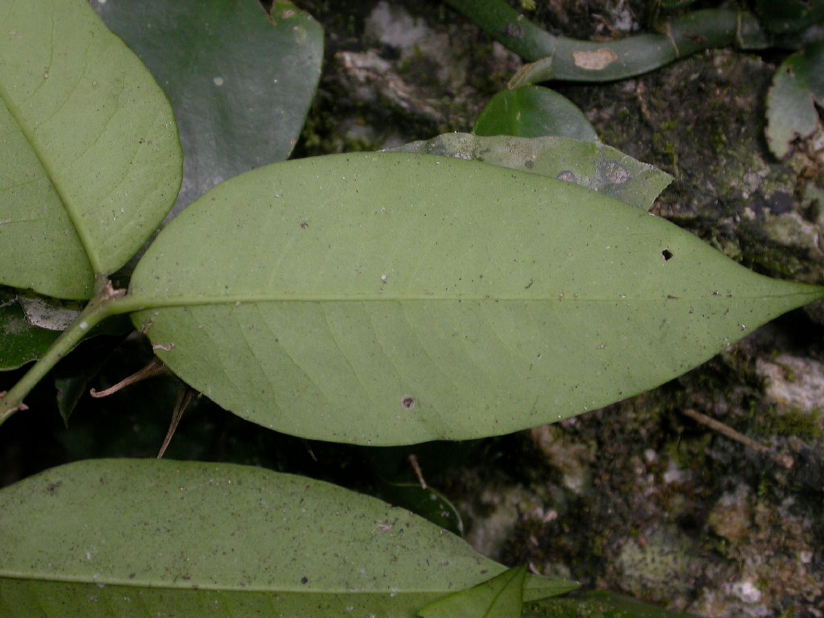 Buxaceae Buxus 