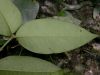 image of Buxus 