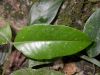 image of Buxus 