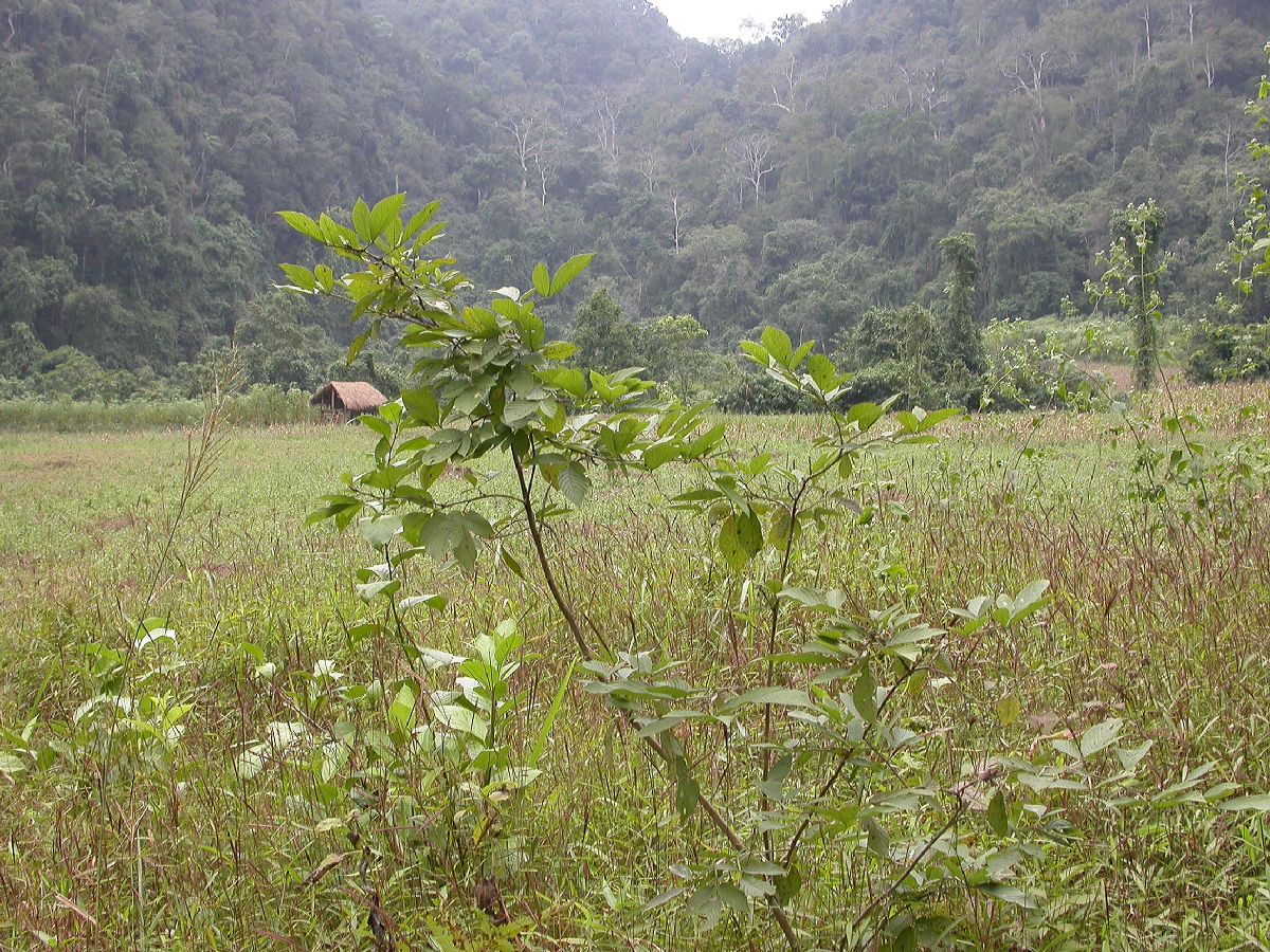 Fabaceae Flemingia macrophylla