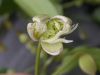 image of Naravelia laurifolia