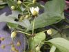 image of Naravelia laurifolia