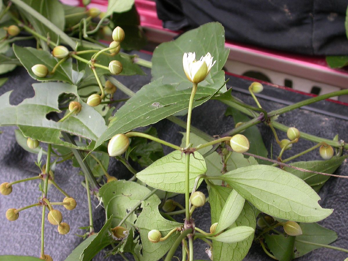 Ranunculaceae Naravelia laurifolia
