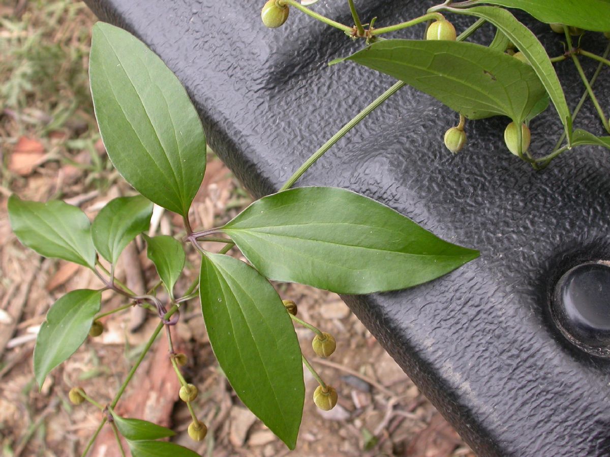 Ranunculaceae Naravelia laurifolia