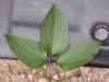 image of Naravelia laurifolia
