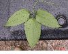 image of Naravelia laurifolia
