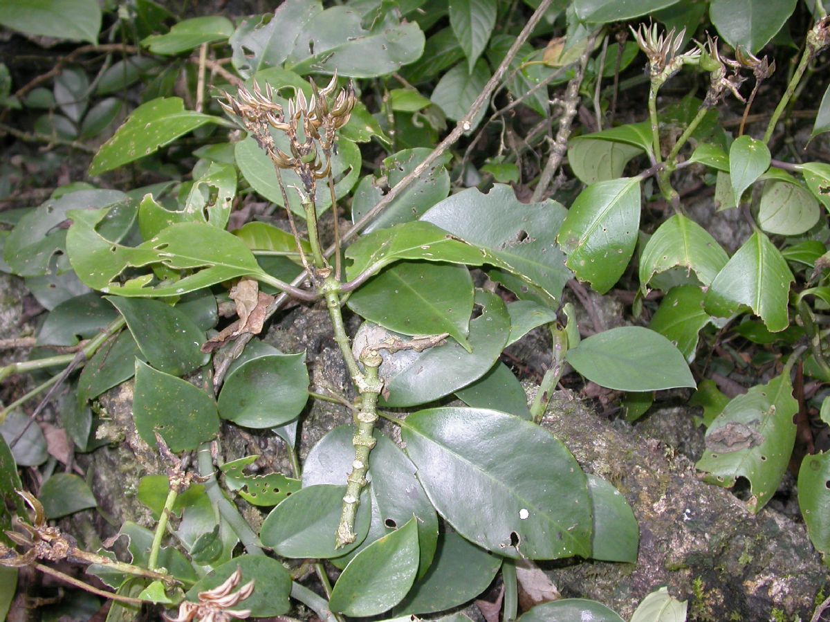Acanthaceae Phlogacanthus 