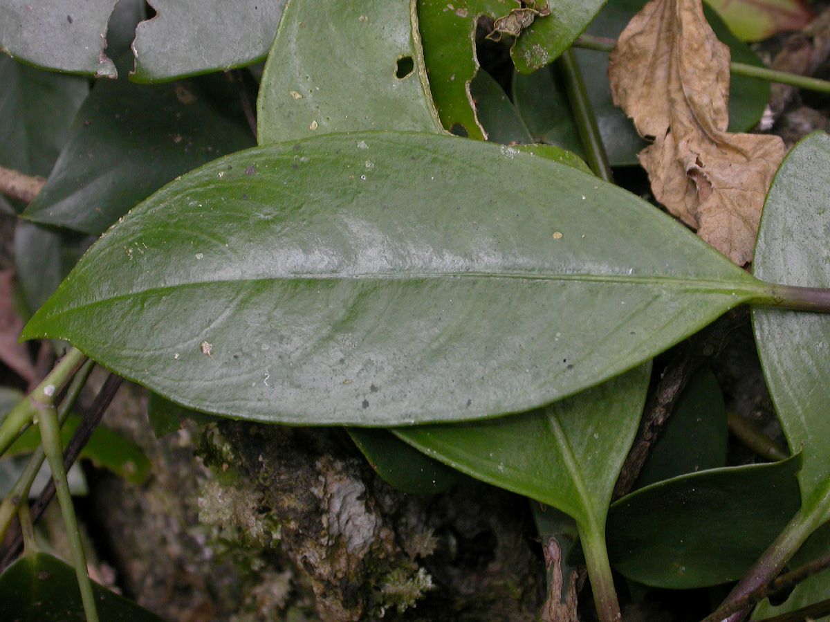 Acanthaceae Phlogacanthus 