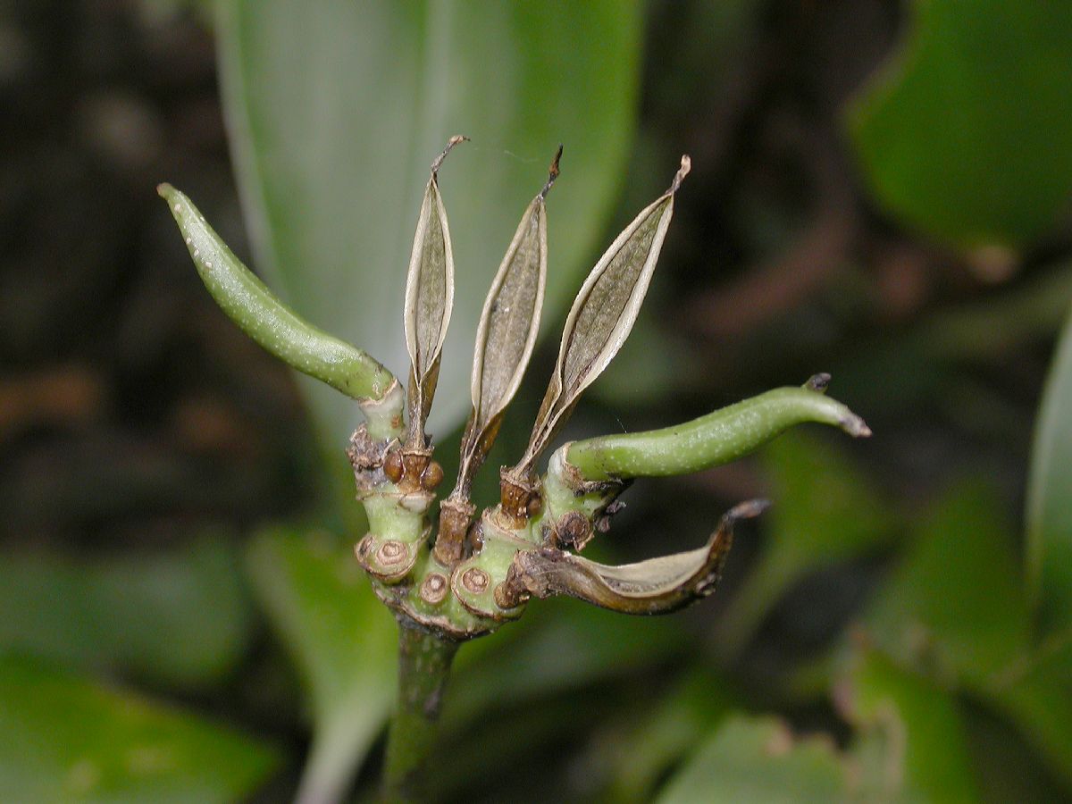 Acanthaceae Phlogacanthus 