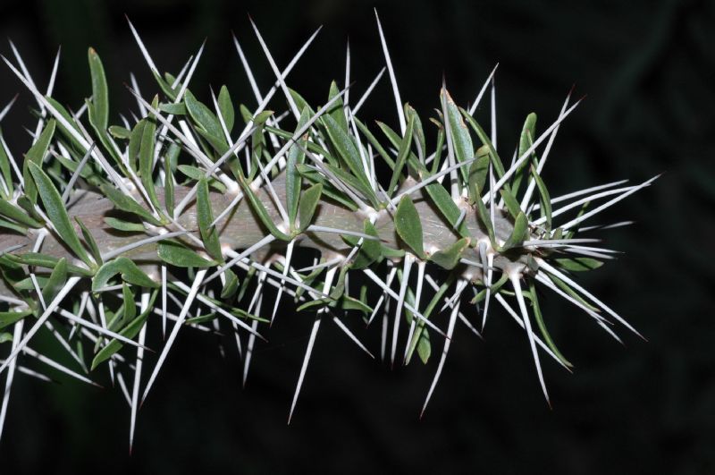 Didiereaceae Didierea trollii