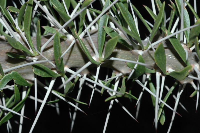 Didiereaceae Didierea trollii