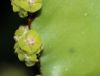 image of Euphorbia 