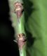 image of Euphorbia 