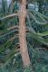 image of Euphorbia 