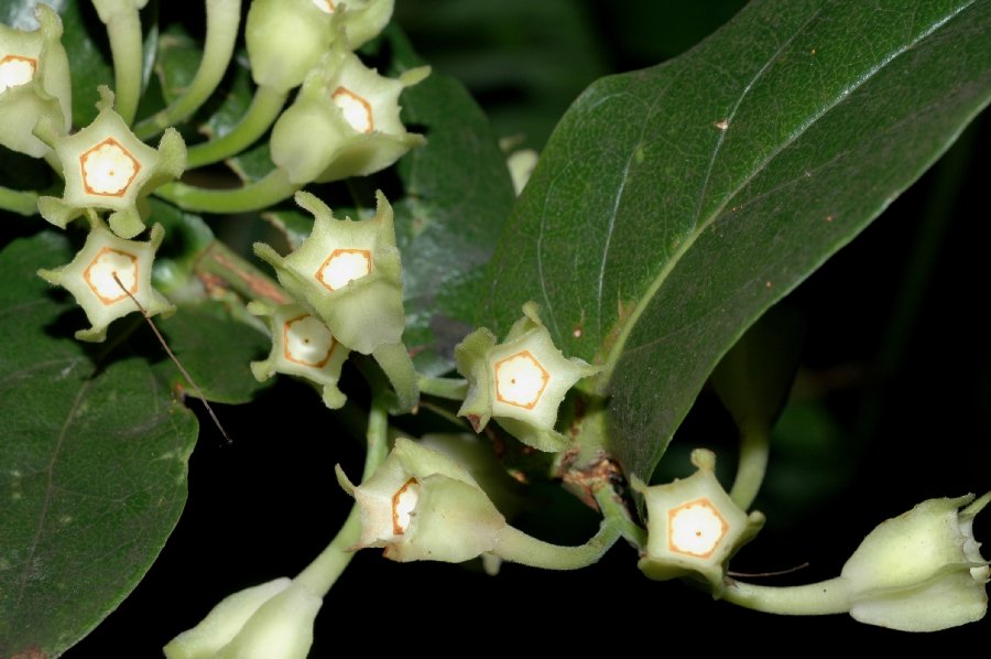Ericaceae Macleania pentaptera