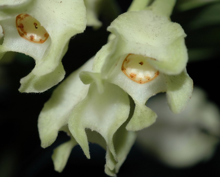 Ericaceae Macleania pentaptera