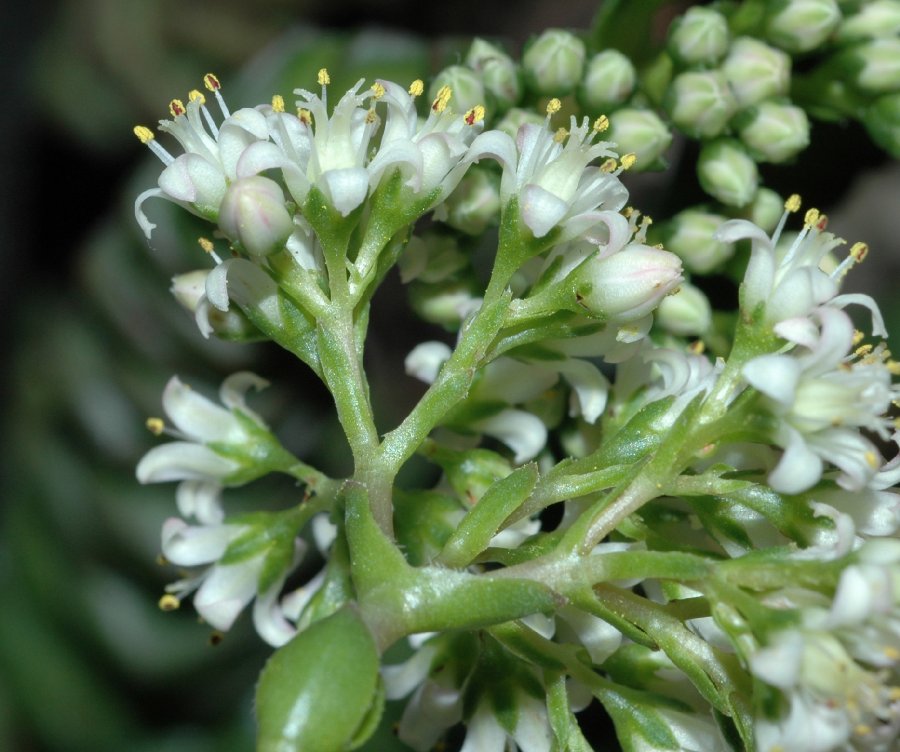Crassulaceae Crassula rupestris