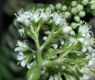 image of Crassula rupestris