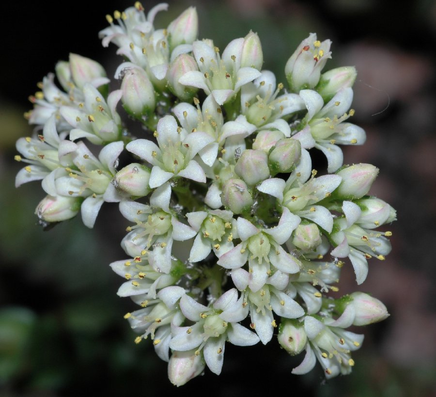 Crassulaceae Crassula rupestris