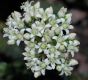 image of Crassula rupestris