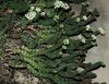 image of Crassula rupestris