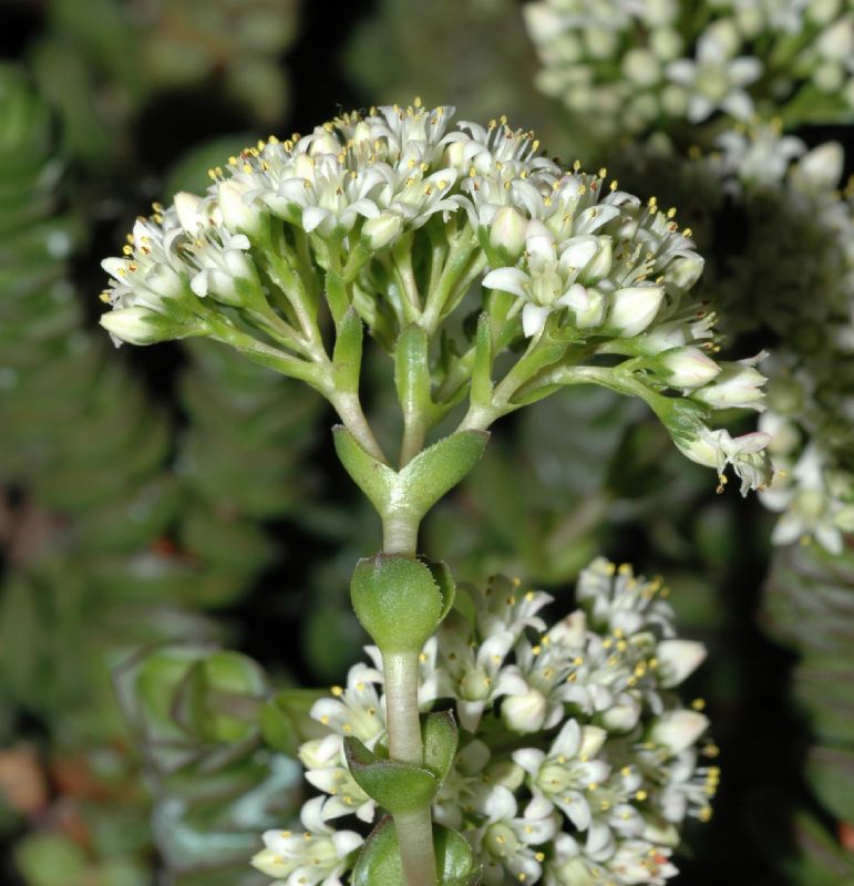 Crassulaceae Crassula rupestris