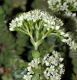 image of Crassula rupestris