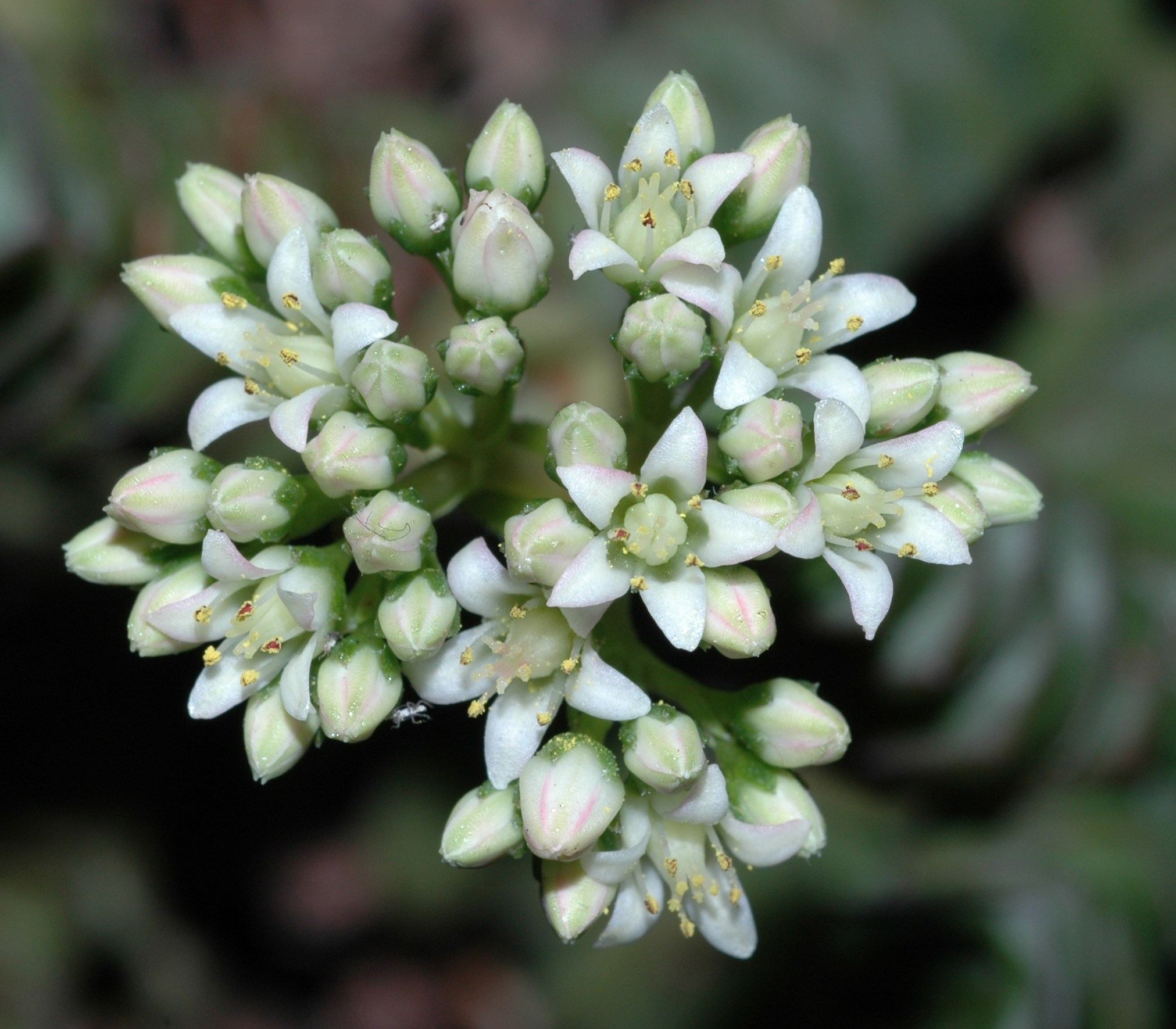 Crassulaceae Crassula rupestris