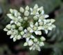 image of Crassula rupestris