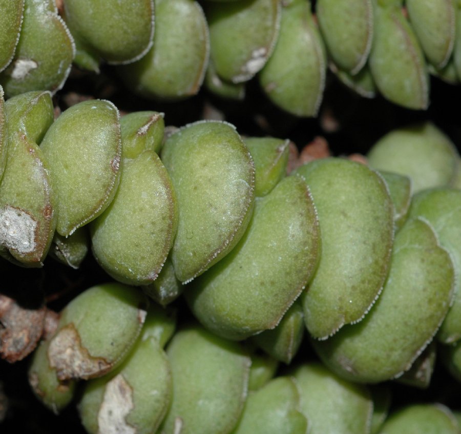 Crassulaceae Crassula rupestris
