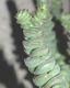 image of Crassula rupestris