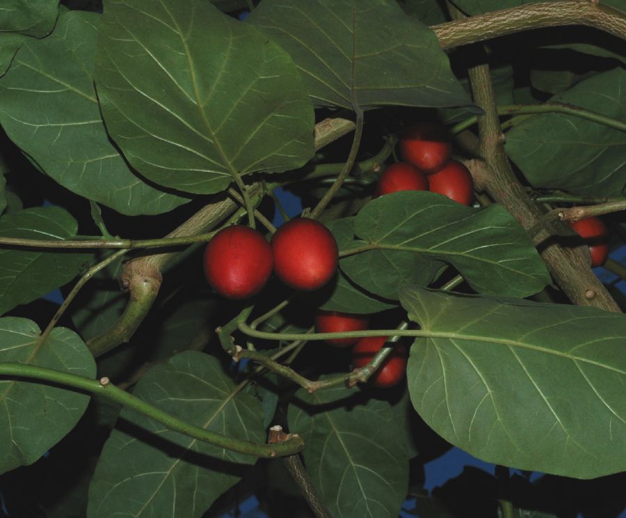 Solanaceae Cyphomandra crassicaulis