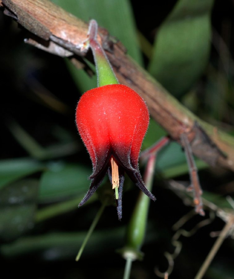 Ericaceae Ceratostema silvicola