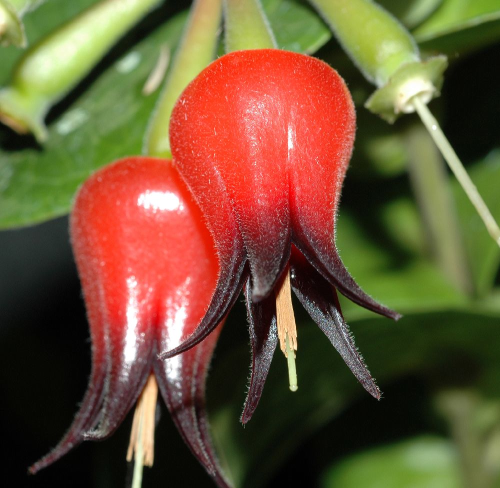 Ericaceae Ceratostema silvicola