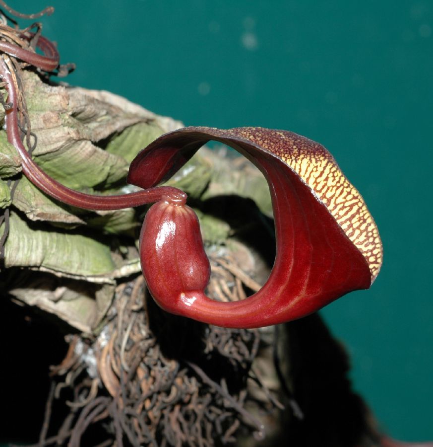 Aristolochiaceae Aristolochia leuconeura